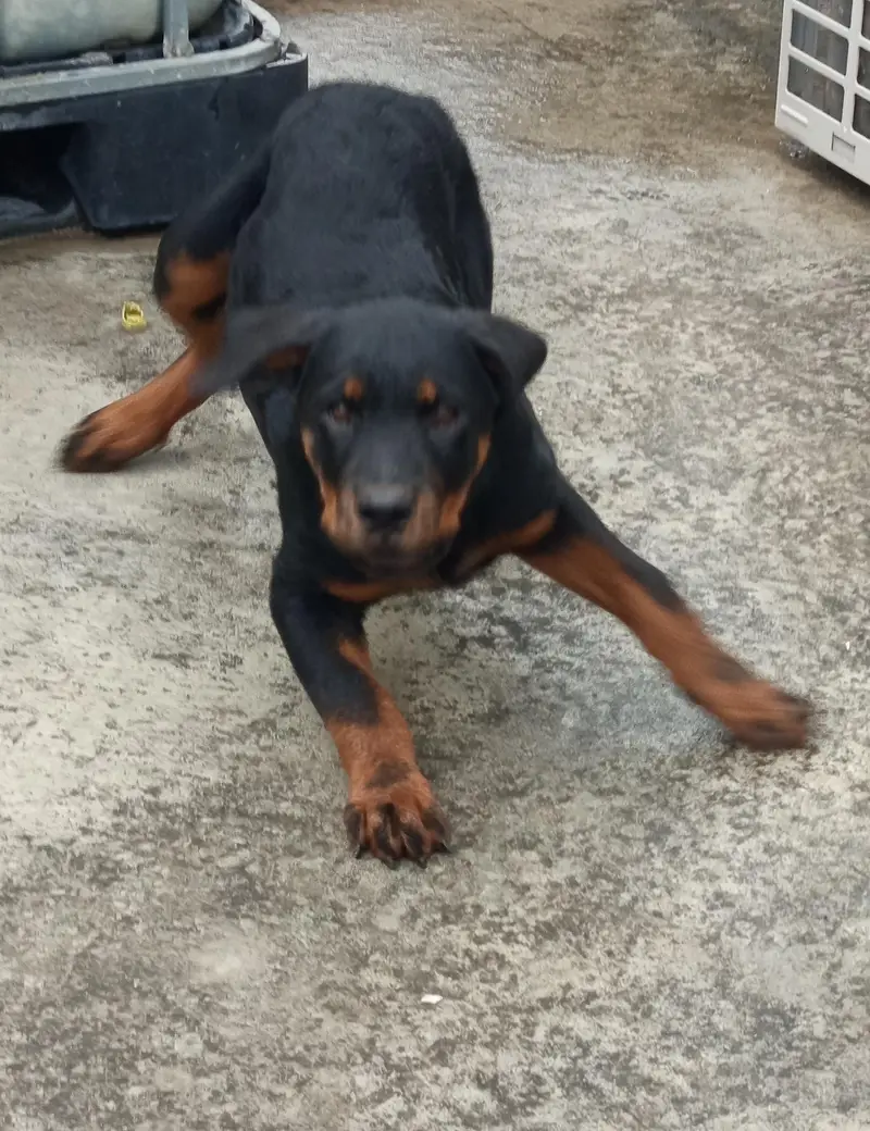 rottweiler female puppy — photo 5