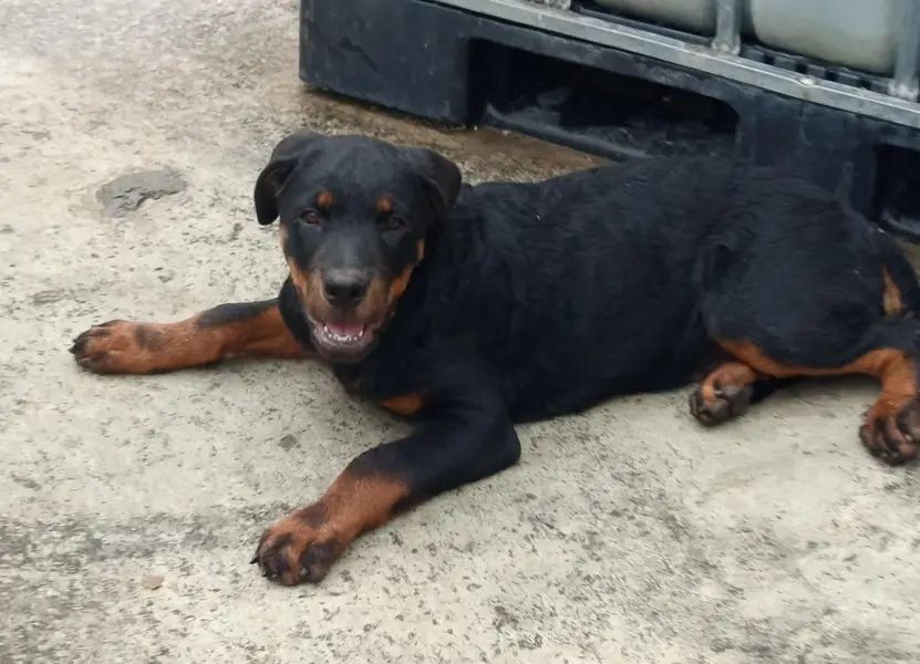 rottweiler female puppy — photo 7