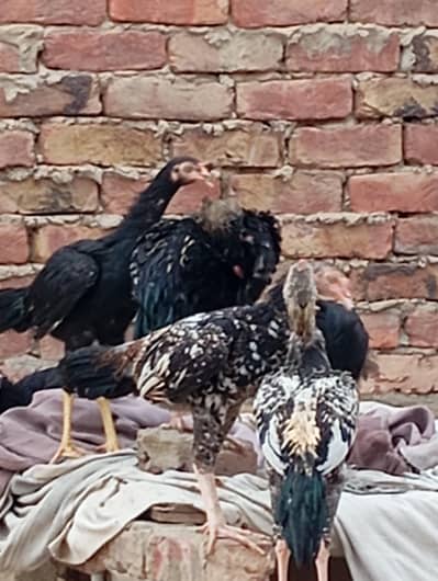 Sindhi Aseel Mushkay jawa + Chennai + Mushkay patty phattiyan avalible