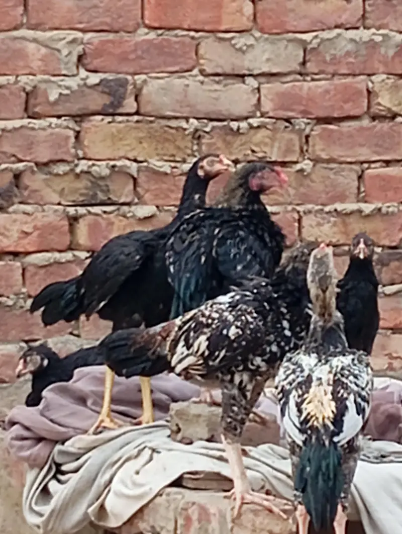 Sindhi Aseel Mushkay jawa + Chennai + Mushkay patty phattiyan avalible — photo 2