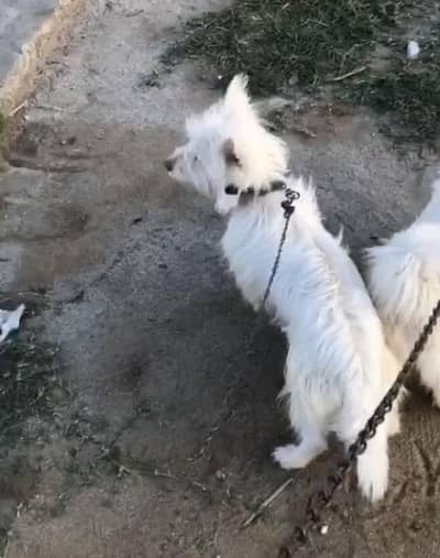 russhion male dog