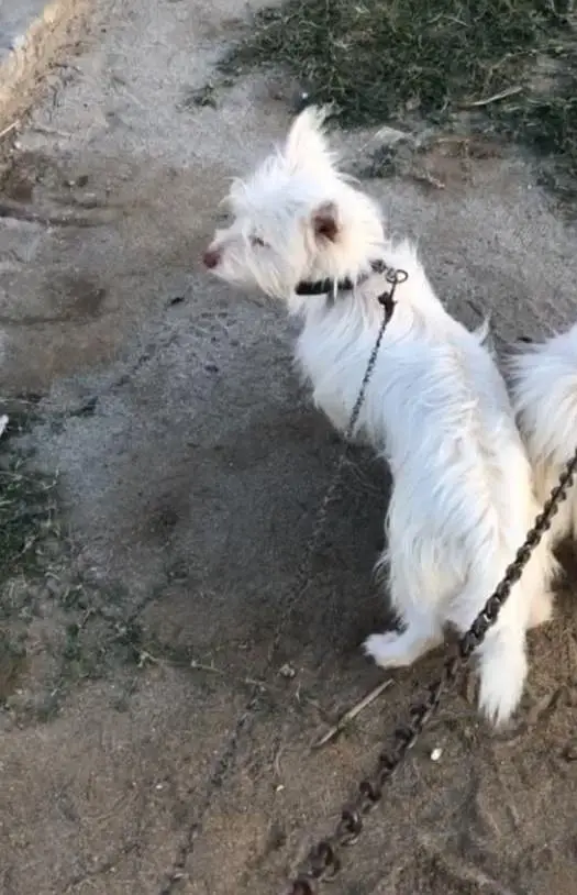 russhion male dog — photo 4
