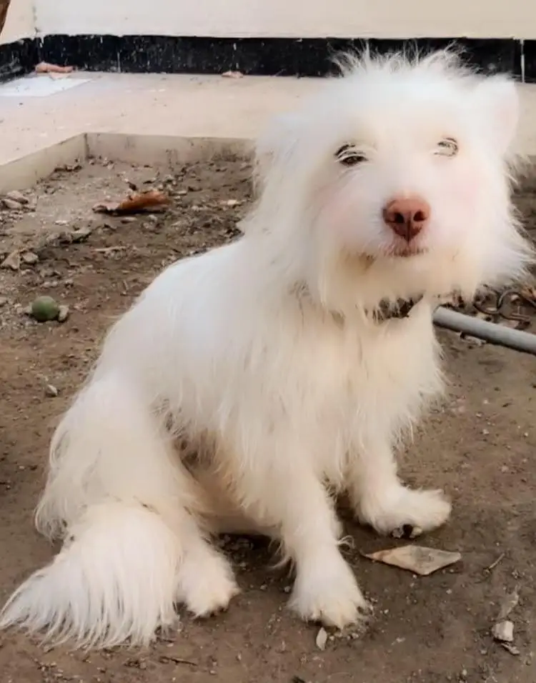 russhion male dog — photo 5