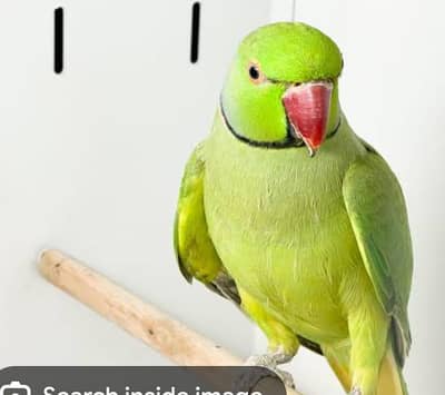 parrot for sale
