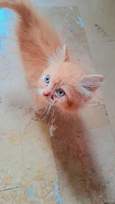 Ginger male kitten