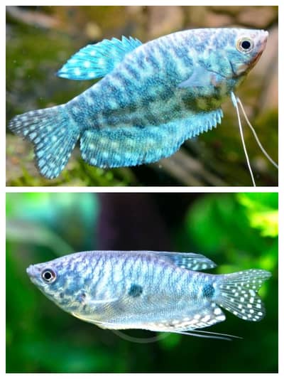Oscars , Blue gurami etc