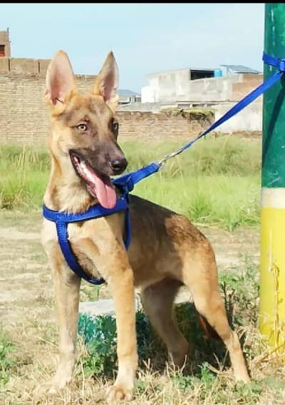 Alsatian bagiyadi full security dog male for sale available
