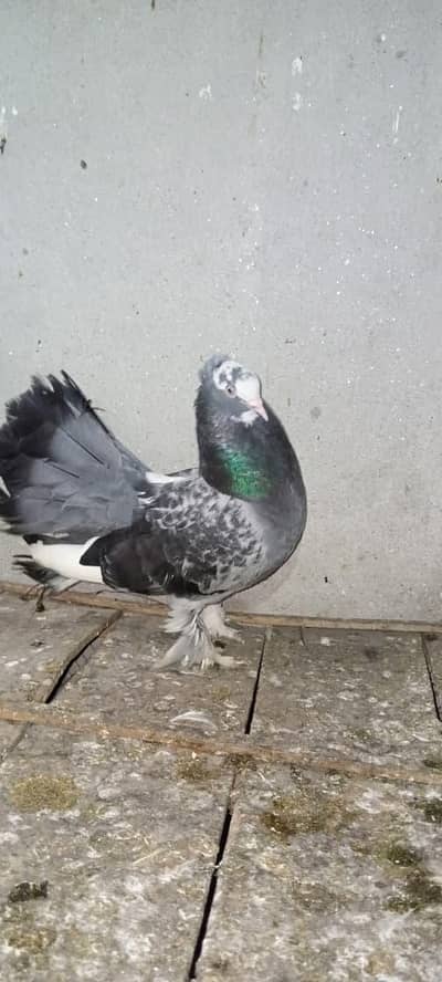Fancy lucky Indian fantail