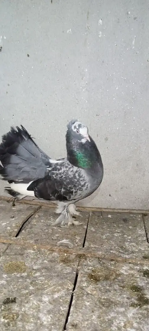 American lucky White&Fancy lucky Indian fantail — photo 4