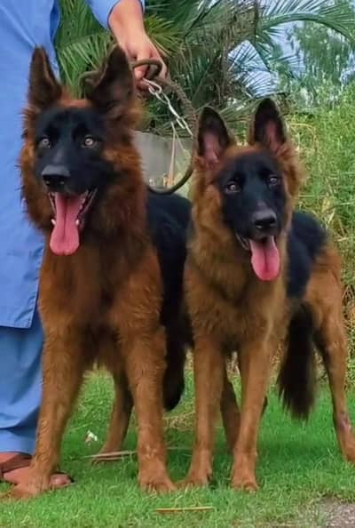 King Belgium Shepherd Jodi for sale