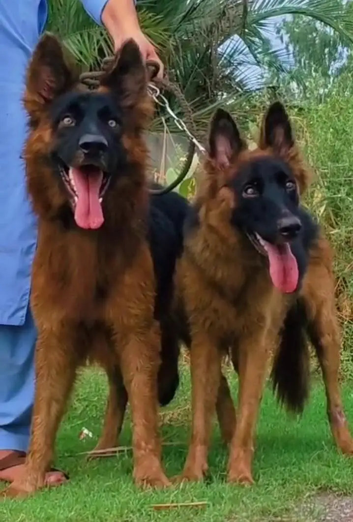 King Belgium Shepherd Jodi for sale — photo 2