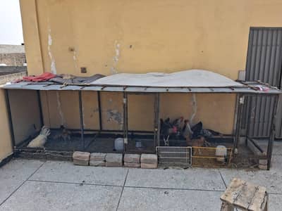 12×3×3 cages moti jalli acha paipe