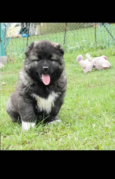 caucasian shepherd
