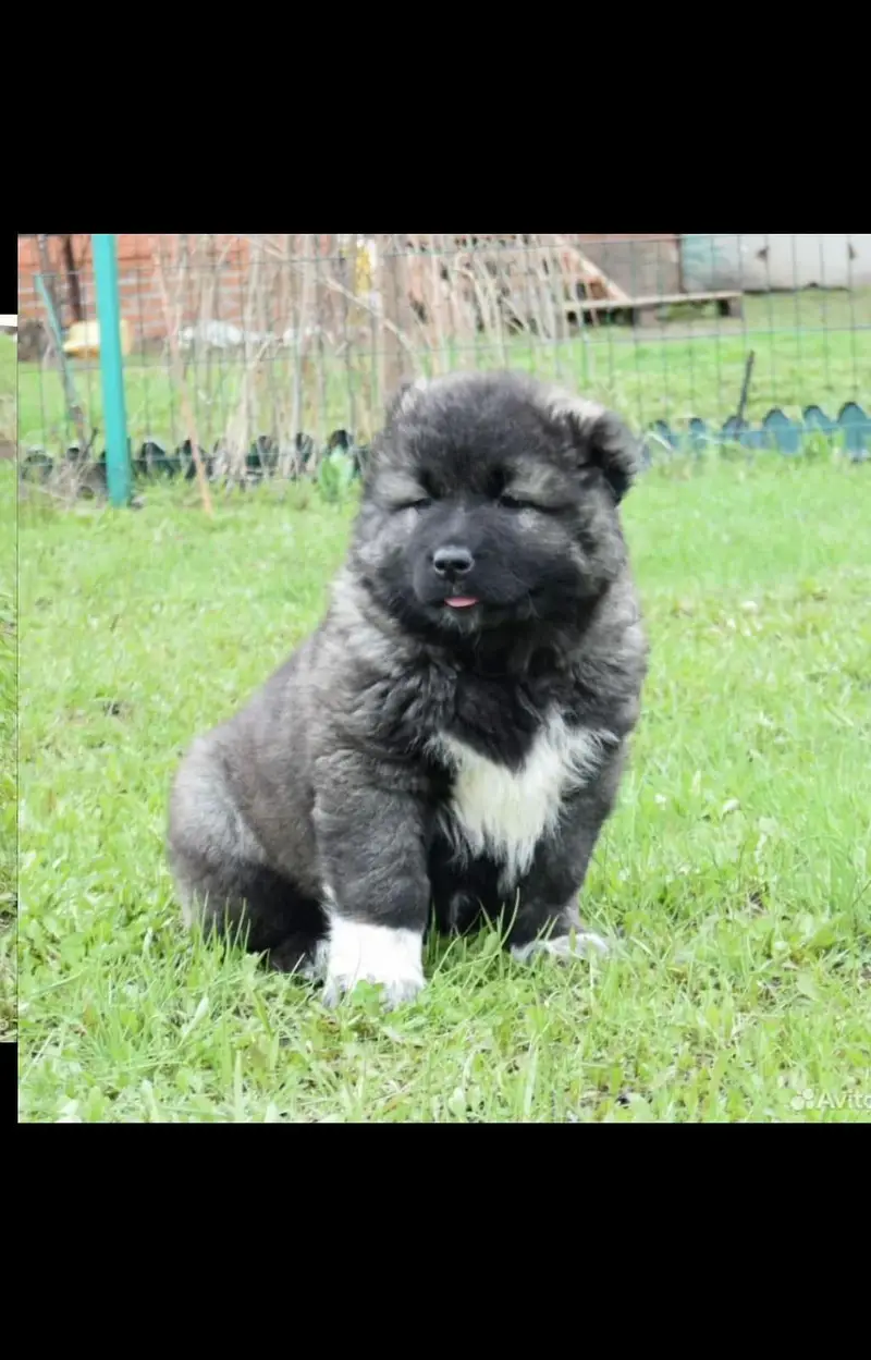 caucasian shepherd — photo 2