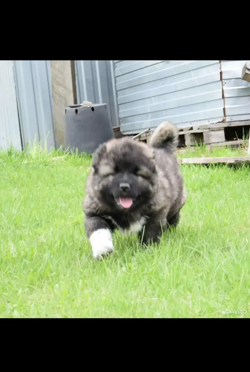 caucasian shepherd — photo 3