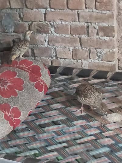 Dakhni teeter breeder pair