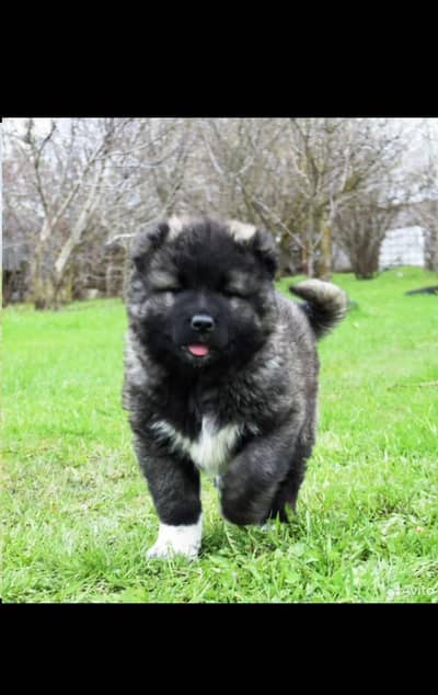 caucasian shepherd