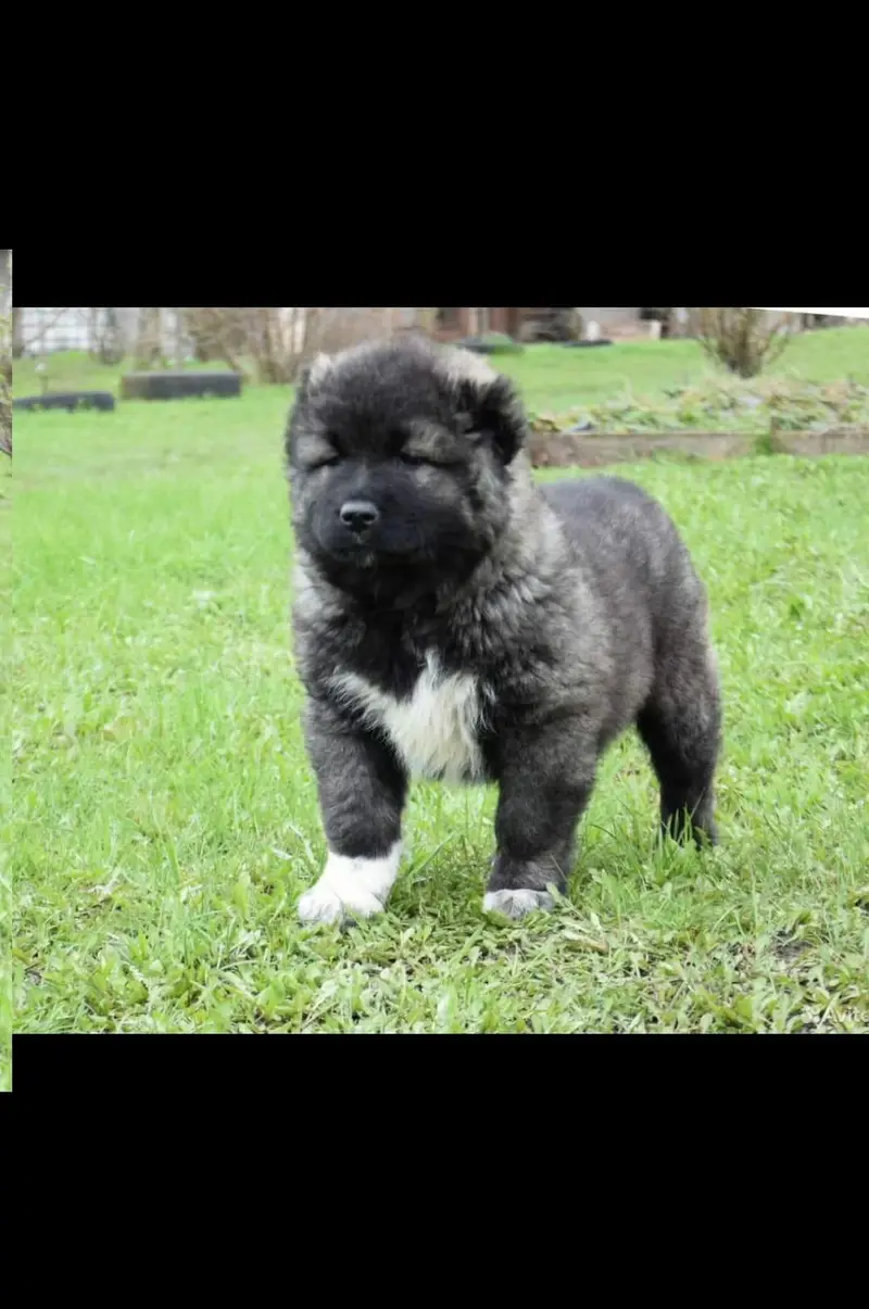 caucasian shepherd — photo 2