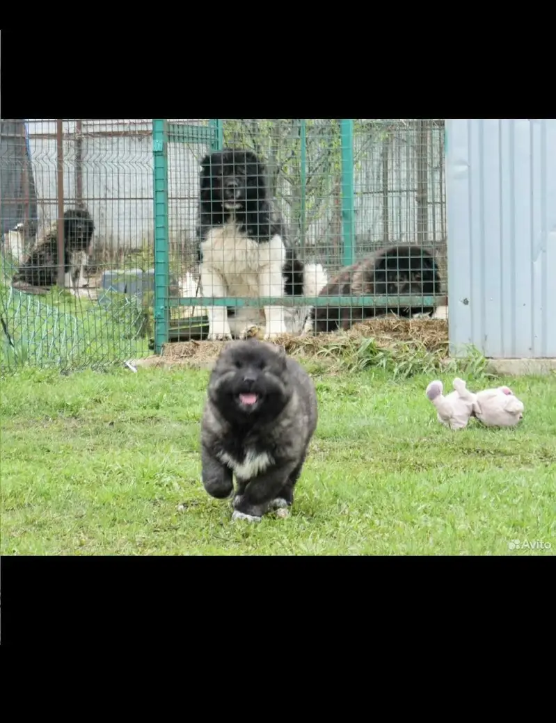 caucasian shepherd — photo 3