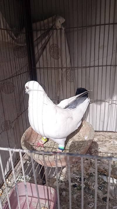 Pigeon kalduma nar