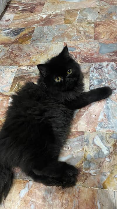 punch face Persian cat
