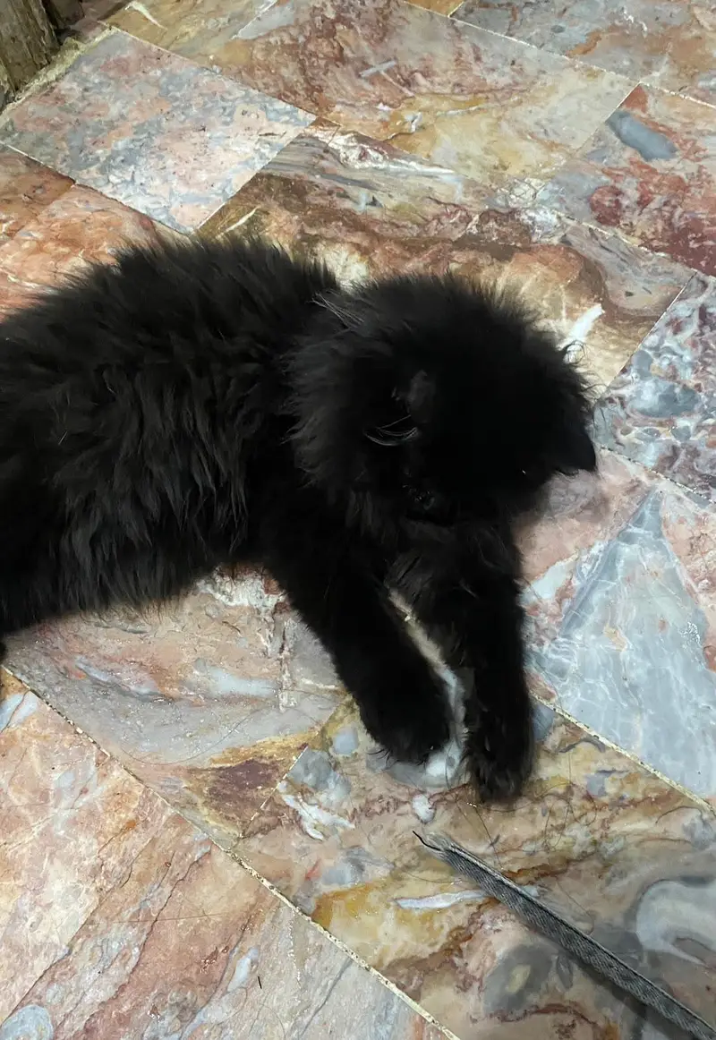 punch face Persian cat — photo 2