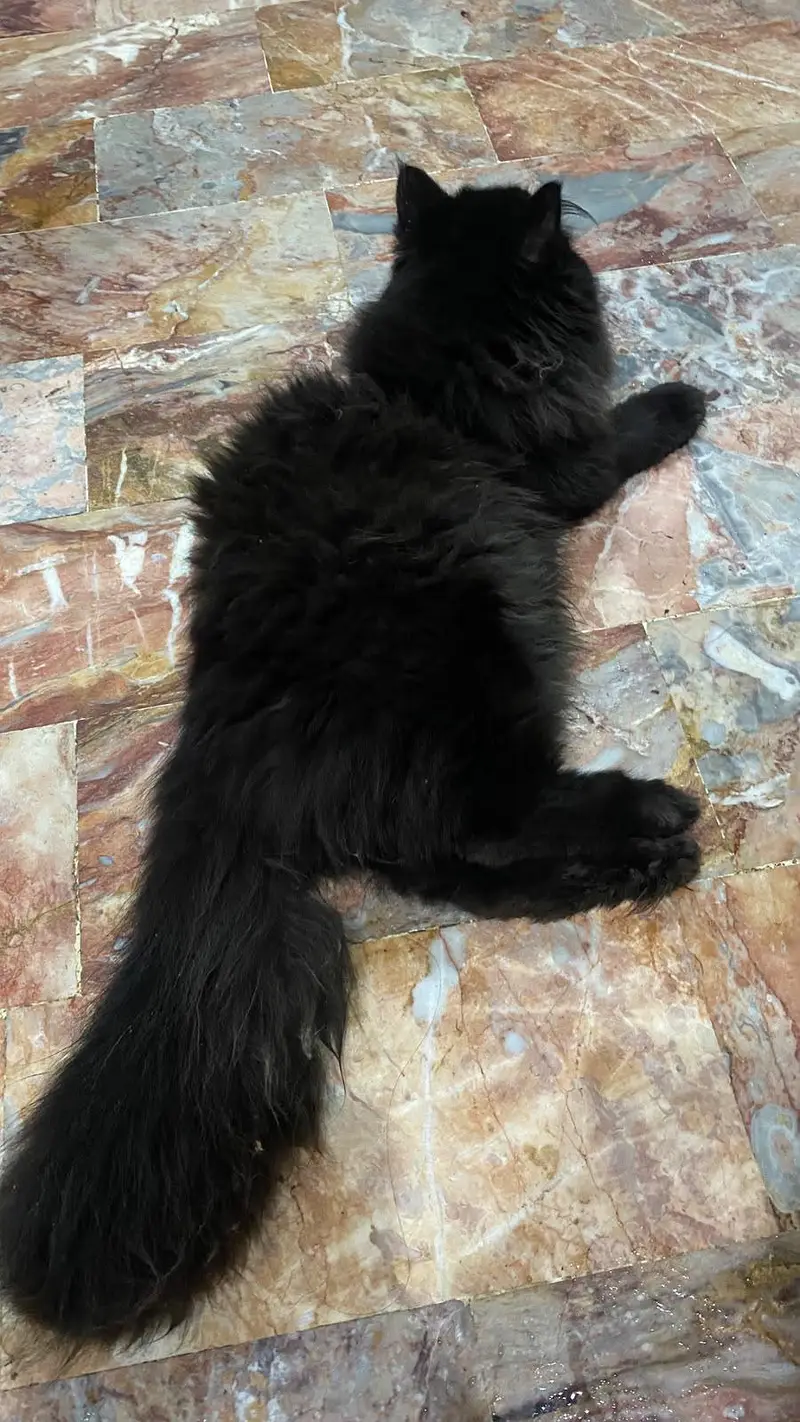 punch face Persian cat — photo 3