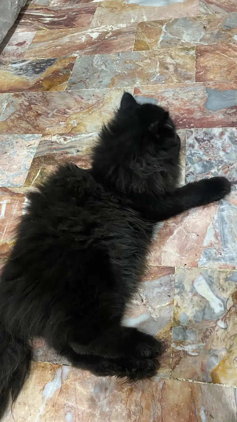 punch face Persian cat — photo 4