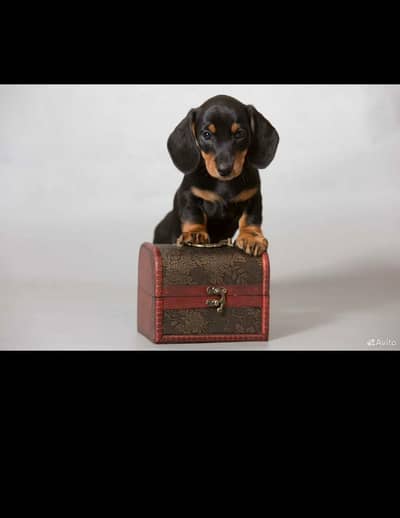 daschund