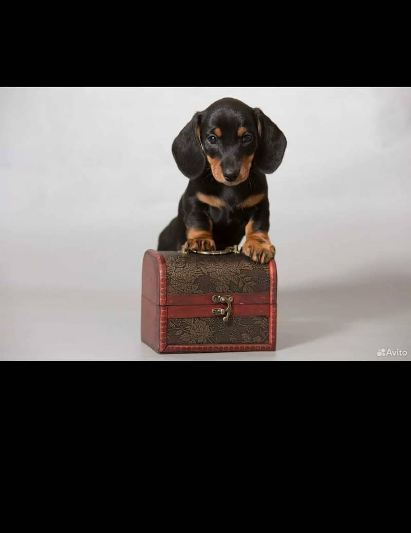 daschund 0