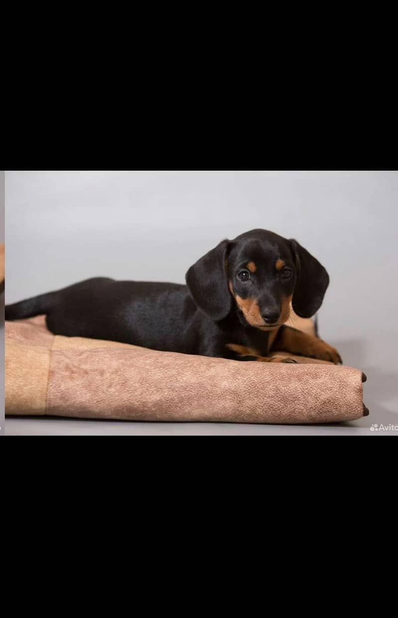 daschund 1
