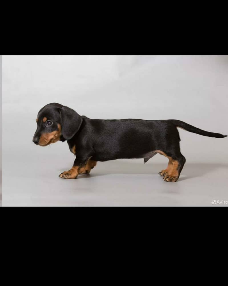 daschund 2