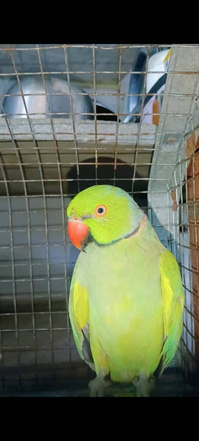 breeder pair available