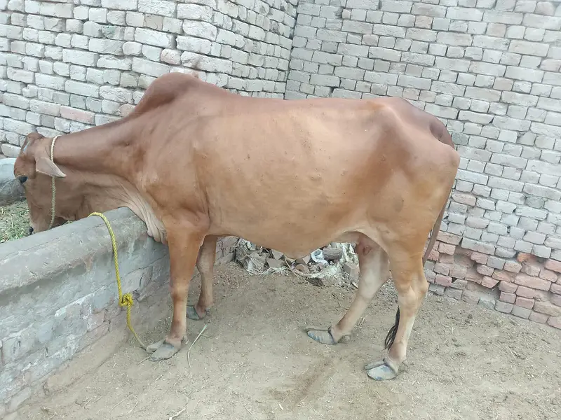 8 months ki gabn — photo 2