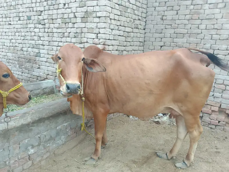 8 months ki gabn — photo 4