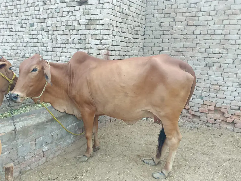 8 months ki gabn — photo 5