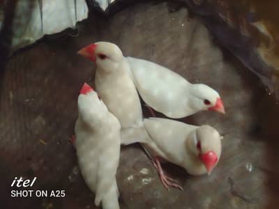 white java / snow white/ Lotino pair  For sell. 03182857678. wattsapp.