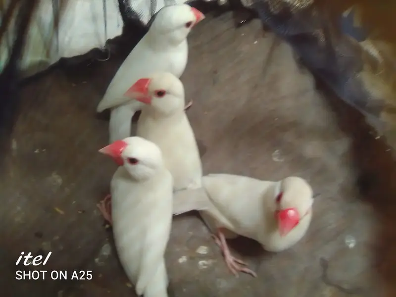 white java / snow white/ Lotino pair  For sell. 03182857678. wattsapp. — photo 2