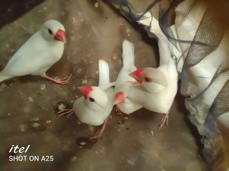 white java / snow white/ Lotino pair  For sell. 03182857678. wattsapp. — photo 3