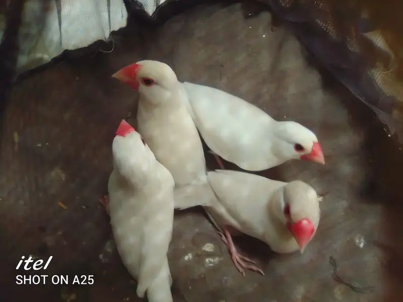 white java / snow white/ Lotino pair  For sell. 03182857678. wattsapp. — photo 4