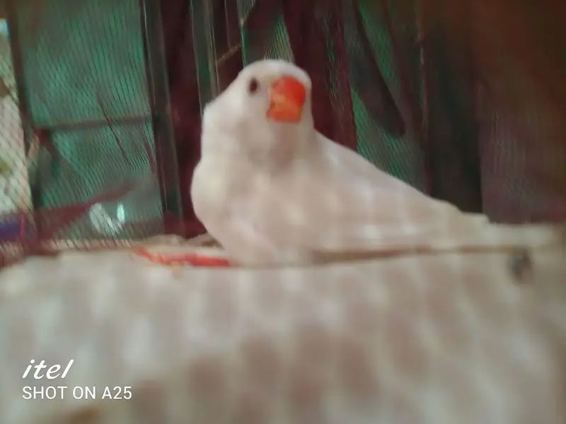 white java / snow white/ Lotino pair  For sell. 03182857678. wattsapp. — photo 5