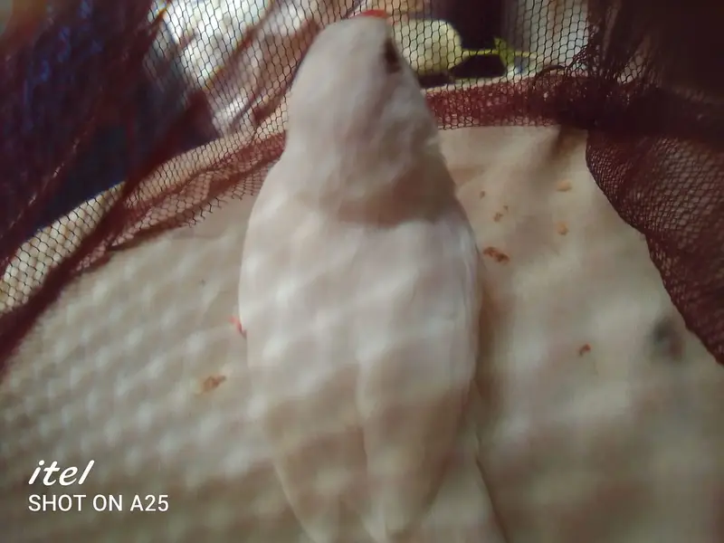 white java / snow white/ Lotino pair  For sell. 03182857678. wattsapp. — photo 6