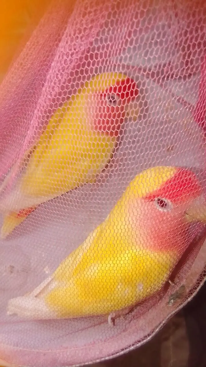 white java / snow white/ Lotino pair  For sell. 03182857678. wattsapp. — photo 8