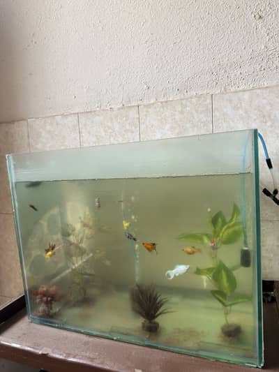 Fish aquarium