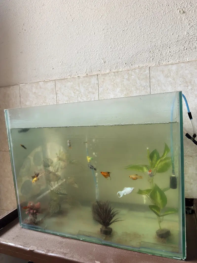 Fish aquarium