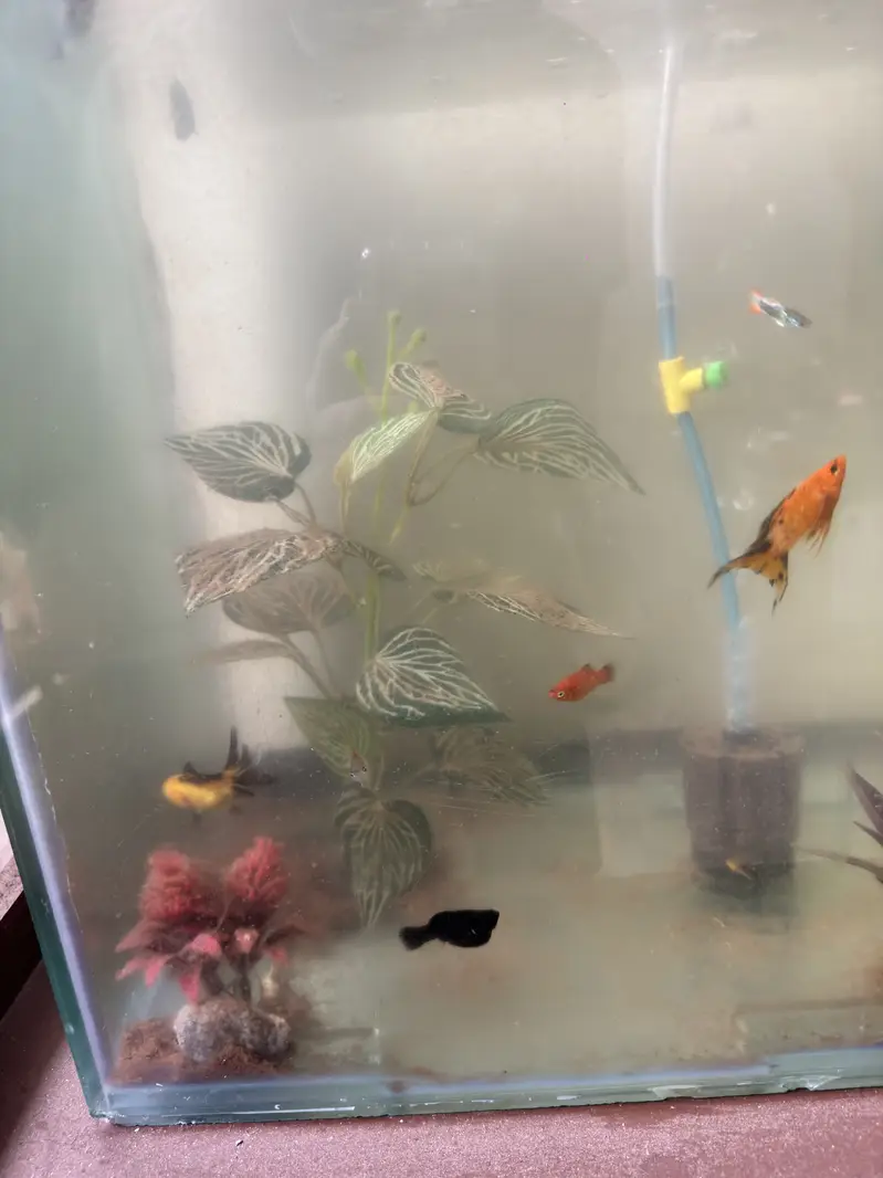 Fish aquarium — photo 2