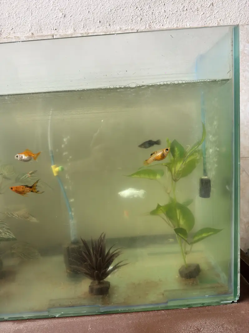 Fish aquarium — photo 3