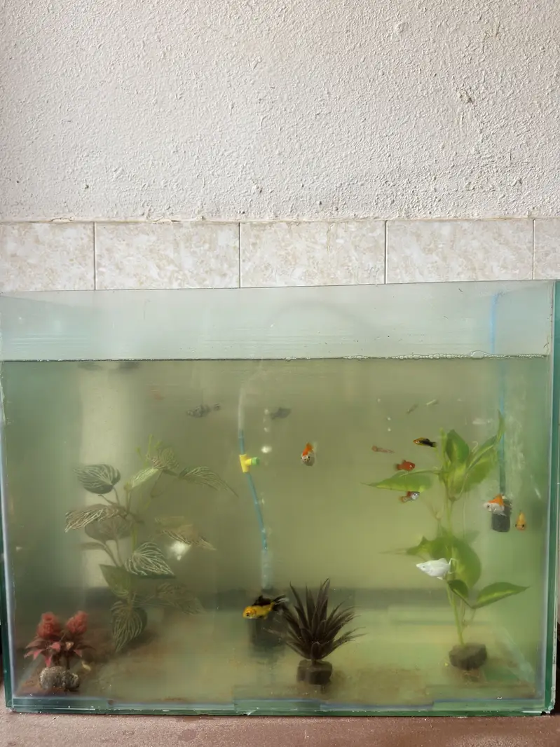 Fish aquarium — photo 4