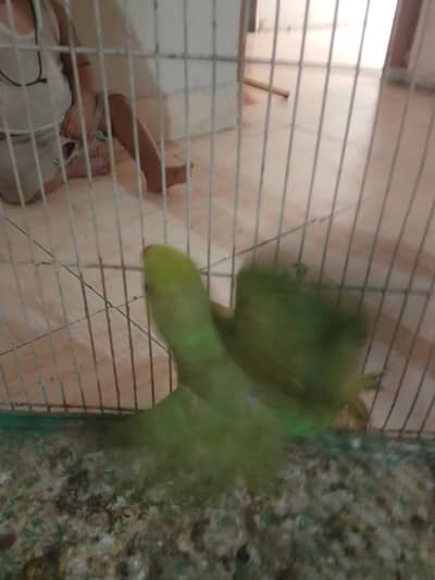 parrot for sale
