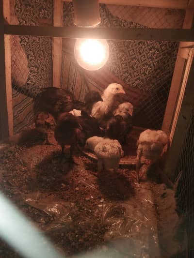 pure dragon and shamo chicks available 03294325545